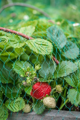 A closeup of strawberries growing under protective netting.