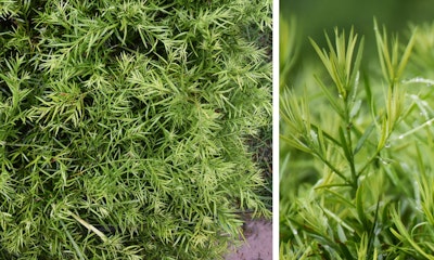 fern pine