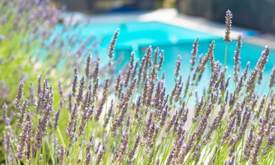 lavender by pool