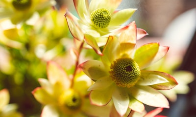 conebush leucadendron