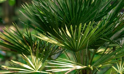 mediterranean fan palm