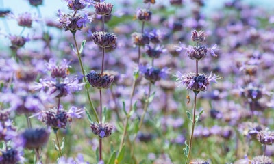 salvia clevelandii salvia clevelandii