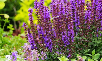 salvia