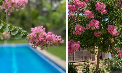 crape myrtle poolside