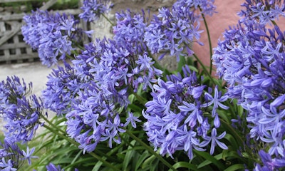agapanthus lily of the nile