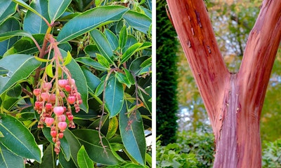 marina strawberry tree
