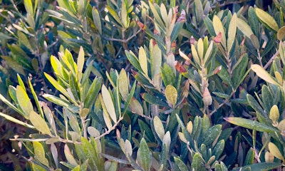 fruitless olive tree fruitless olive tree