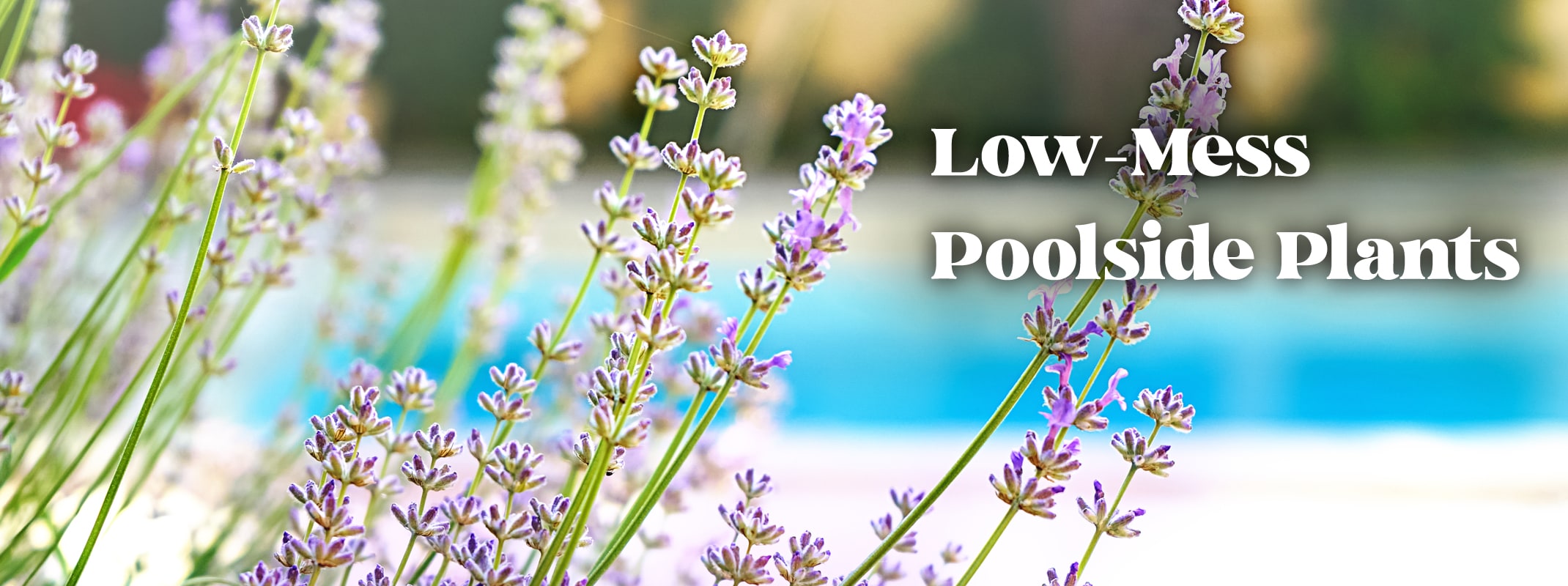low mess poolside plants lavender by pool