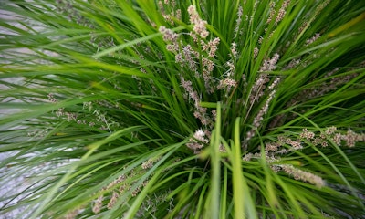 lomandra breeze grass lomandra breeze grass