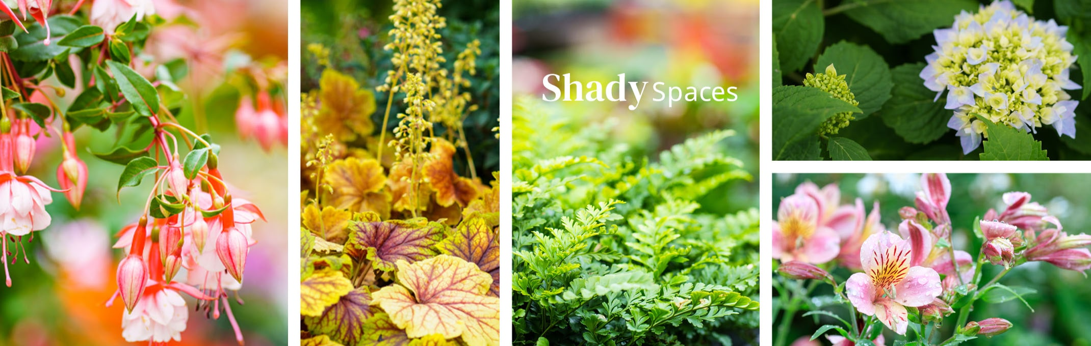 plants that love shady places fuchsia, ferns, heuchera, alstroemeria, hydrangea
