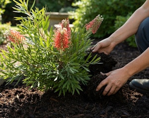 grevillea plant with mulch around grevillea plant with mulch around