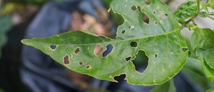 leaf eaten by bugs leaf eaten by bugs