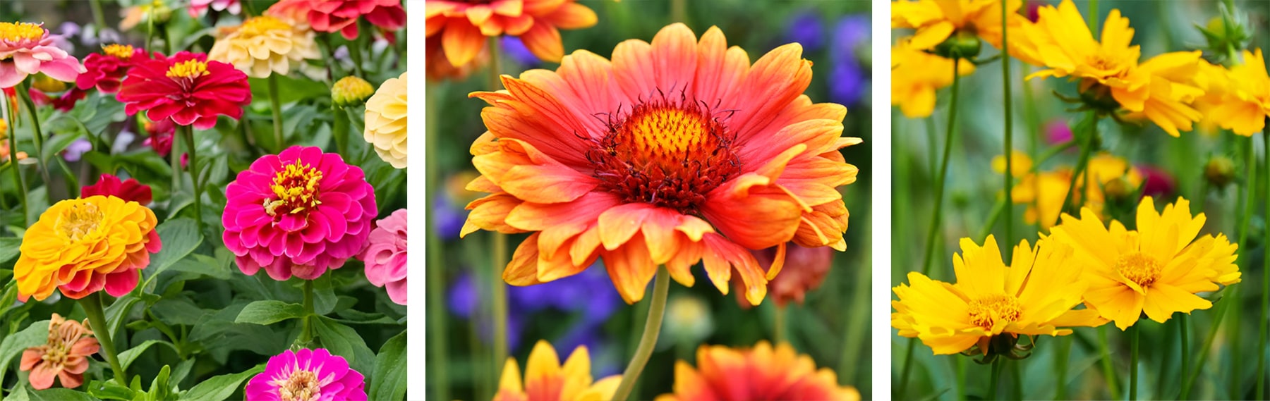 gaillardia, coreopsis and zinnias gaillardia, coreopsis and zinnias
