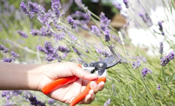 trimming lavender trimming lavender