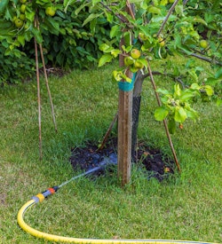 deep watering apple tree deep watering apple tree