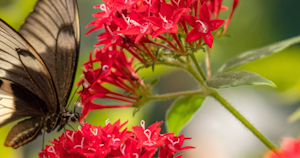 pentas red with butterfly sitting on flowers