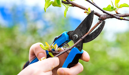 pruning fruit trees