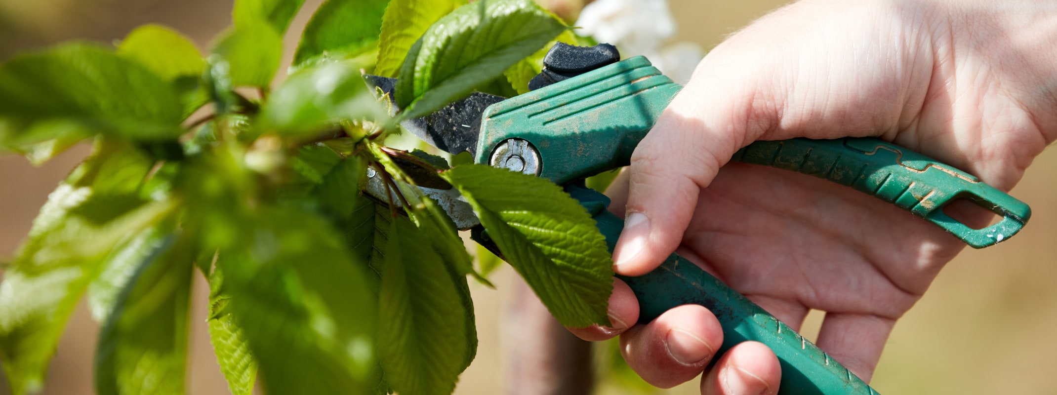 pruning cherry tree
