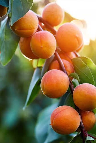 apricot tree vertical apricot tree