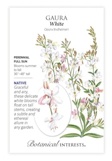 botanical interest seed packet gaura white botanical interest seed packet gaura white