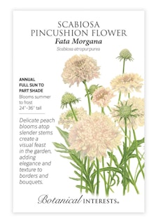botanical interest seed packet scabiosa pincushion flower fata morgana botanical interest seed packet scabiosa pincushion flower fata morgana