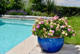 Pink and yellow lantana in a bright blue pot near a pool.