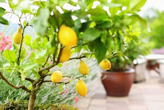 A potted lemon tree on a patio with other potted plants and seating.