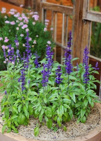Purple salvia growing in a pot near pink flowers.