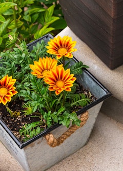 Potted Orange Gazania flowers.
