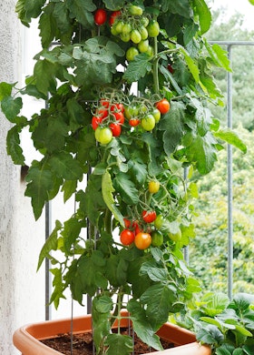 A large potted tomato plant growing on a balcony.