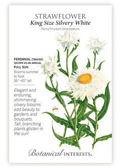 King Size Silvery White Strawflower Seeds by Botanical Interests.