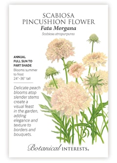 Fata Morgana Scabiosa Pincushion Flower Seeds by Botanical Interests.