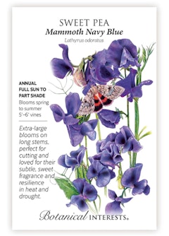 Mammoth Navy Blue Sweet Pea Seeds by Botanical Interests.