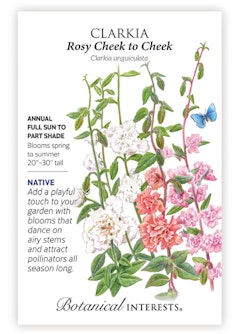 Rosy Cheek to Cheek Clarkia Seeds by Botanical Interests.