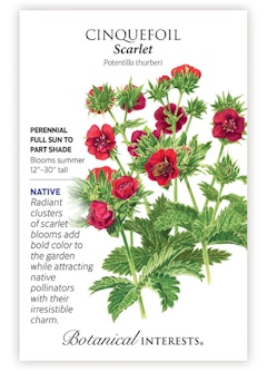 Scarlet Cinquefoil Seeds by Botanical Interests.