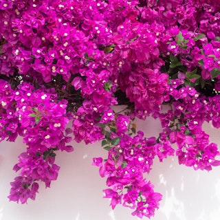 bougainvillea bougainvillea hanging over white wall