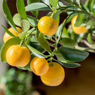 citrus tree orange citrus tree orange