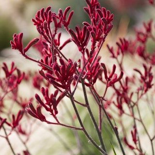 kangaroo paws anigozanthos