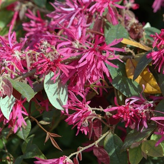 loropetalum loropetalum