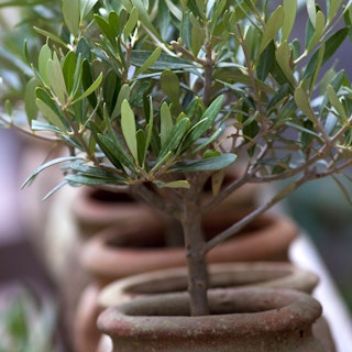 olive trees in container