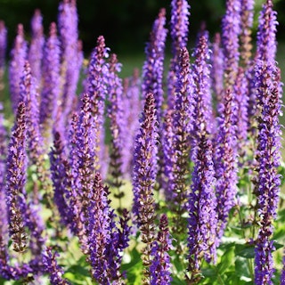 salvia