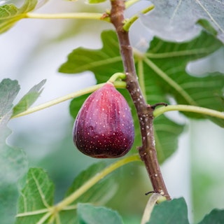 fig tree