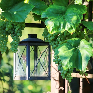 grapes zinfandel grapes zinfandel hanging overhead with lantern