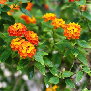 lantana lantana