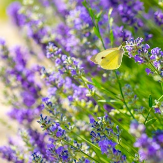 lavender butterfly lavender butterfly