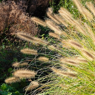 ornamental grass