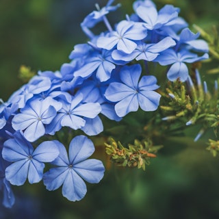 plumbago plumbago