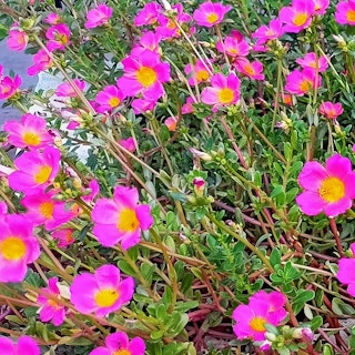 rock purslane rock purslane