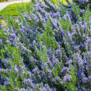 rosemary rosemary