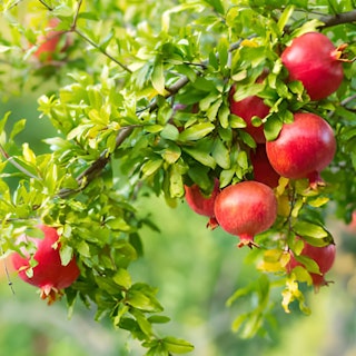 pomegranate tree pomegranate tree